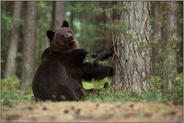 ziemlich verspielt... Europäischer Braunbär *Ursus arctos* im Wald