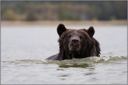 im Wasser... Europäischer Braunbär *Ursus arctos* durchschwimmt ein Gewässer