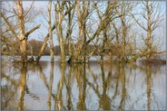 stehendes Totholz... Hochwasser *Niederrhein*, Baumgerippe im Bereich der Bislicher Insel