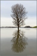 Hochwasser... Solitär *Winterhochwasser 2020/2021*, einzeln stehender Baum in überschwemmten Wiesen