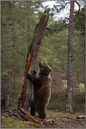 Bäumchen schütt'le dich... Europäischer Braunbär *Ursus arctos* steht aufgerichtet auf den Hinterpfoten