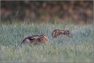 ruhend im Gras... Feldhase *Lepus europaeus*, zwei Feldhasen frühmorgens auf taubedeckter Wiese