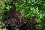 bei Einbruch der Dunkelheit... Europäischer Uhu *Bubo bubo*, Jungvögel in ihrem Nest auf einem alten Habichthorst