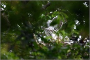 erste Flügelschläge... Habicht *Accipiter gentilis*, Jungvogel, Nestling trainiert Flugmuskulatur