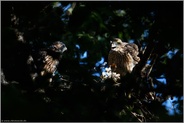 zwei Jungspunde... Habicht *Accipiter gentilis*, bereits flügge Jungvögel kehren zum Nest zurück