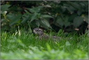 ruhend im Gras... Habicht *Accipiter gentilis*, junger Habicht liegt auf einer Waldlichtung am Boden, sonnt sich