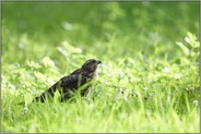 gleißendes Licht... Habicht *Accipiter gentilis*, Rothabicht sitzt am Boden im Gras einer Wildwiese, schaut nach oben