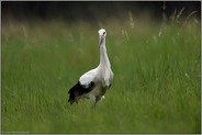 Jungvogel... Weißstorch *Ciconia ciconia* während des Vogelzuges rastend in einer Wiese in NRW