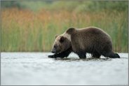 im Flachwasser... Europäischer Braunbär *Ursus arctos*