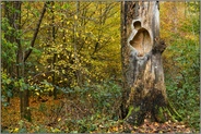 der Mann im Baum... Lank Latum *Herrenbusch*, Schnitzkunst, Arbeiten in Holz von Horst R. Kerger