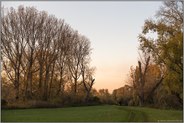 im letzten Sonnenlicht... Meerbusch *Langst-Kierst*, Rheinwiesen und Rheinauen, Laubverfärbung im Herbst