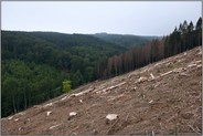 Waldsterben im Sauerland... Kahlfläche *Fichtenwald*, Kahlschlag nach Borkenkäferbefall