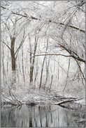 Stille im Wald... Meerbusch *Latumer Bruch* im Winter, Schneefall; Altrheingewässer inmitten von Erlen, Eschen und Pappeln