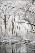 Stille im Wald... Meerbusch *Latumer Bruch* bei Schneefall im Winter, Altrheingewässer inmitten von Erlen, Eschen und Pappeln