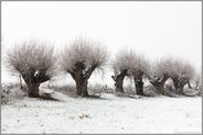 Struwwelpeter... Kopfweiden *Ilvericher Altrheinschlinge* Meerbusch, Rheinland, bei starkem Schneefall,  im Schnee