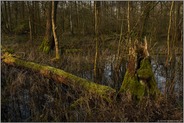 Vergänglichkeit... Meerbusch *Lanker Bruch*, sumpfiger Bruchwald, Erlenbruchwald, natürliches Totholz, umgestürzter Baum im Bereich einer vor Jahrhunderten verlandeten Rheinschlinge, Altrhein