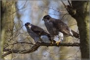 Männchen und Weibchen... Habicht *Accipiter gentilis*, Habichtpärchen in der Balz