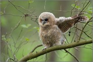 noch etwas ungeschickt... Waldkauz *Strix aluco*, Waldkauzästling, Jungvogel kurz vor dem Flüggewerden