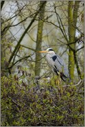 Rabauken... Graureiher *Ardea cinerea * am Nest mit Nachwuchs, Altvogel und Jungvögel