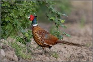 deckungssuchend... Jagdfasan *Phasianus colchicus* sucht den Schutz eines Feldgehölzes, Hecke