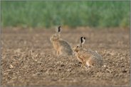 zu zweit... Feldhase *Lepus europaeus* auf einem Acker am Niederrhein