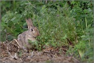 genüsslich... Wildkaninchen *Oryctolagus cuniculus* frisst am Feldrand vom frischen Grün