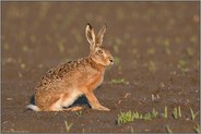 im Abendlicht... Feldhase *Lepus europaeus* sitzt auf einem frisch bestellten Acker in der Sonne