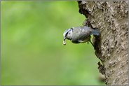 mit Kotballen im Schnabel... Blaumeise * Cyanistes caeruleus * hält die Bruthöhle sauber