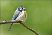 Federausfall am Kopf... Blaumeise *Cyanistes caeruleus* , kranker, vielleicht von Bakterien oder Milben befallener Vogel