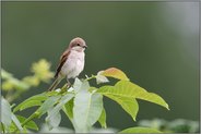 auf einem ihrer Lieblingsplätze... Neuntöter *Lanius collurio*, weiblicher Altvogel, adultes Weibchen