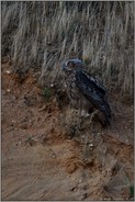 das jüngste von drei Geschwistern... Europäischer Uhu *Bubo bubo*, flügger Jungvogel in einer Sandgrube am Niederrhein