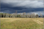 toter Wald... Hohes Venn *Eifel*, dunkle Wolken über dem Geitzbusch künden Schlechtwetterfront an