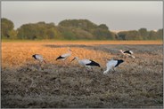 Jungstörche auf dem Vogelzug... Weißstorch *Ciconia ciconia*, junge Weißstörche bei der Nahrungssuche auf einem Acker bei Meerbusch