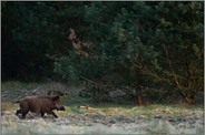 spätabends... Wildschwein *Sus scrofa* am Waldrand bei der Nahrungssuche auf einer Wildwiese