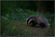 Regenwürmer... Europäischer Dachs *Meles meles* bei der Nahrungssuche, Jungtier im Wald