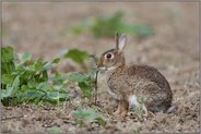 auf einem unbestelltem Acker... Wildkaninchen *Oryctolagus cuniculus*