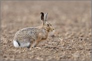 braun auf braun... Feldhase *Lepus europaeus* auf blankem Acker