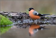 Prachtkerl... Gimpel *Pyrrhula pyrrhula* oder auch Dompfaff im Sommerkleid an einer Wasserstelle, Spiegelung