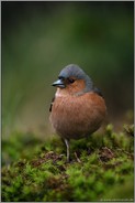 im dunklen Wald... Buchfink *Fringilla coelebs*, Männchen, männlicher Altvogel auf einem Moospolster, frontale Ansicht