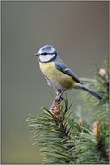 klein, aber ohooo... Blaumeise *Cyanistes caeruleus* auf natürlichem Ansitz, Kiefernzweig