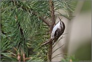 flink unterwegs... Gartenbaumläufer *Certhia familiaris* in einer Kiefer